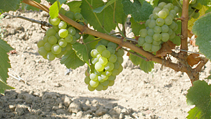 [JPG] chardonnay_tourlaudiere