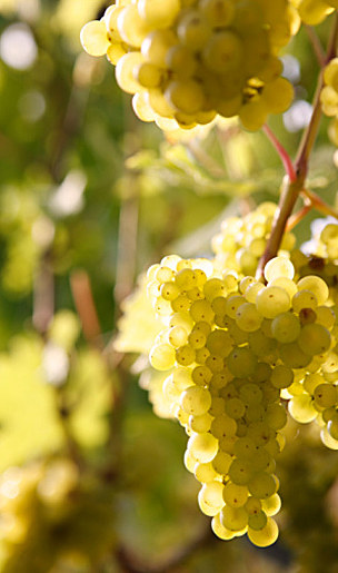 [JPG] vignes-muscadets
